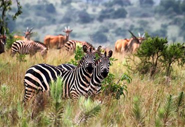 Akagera National Park